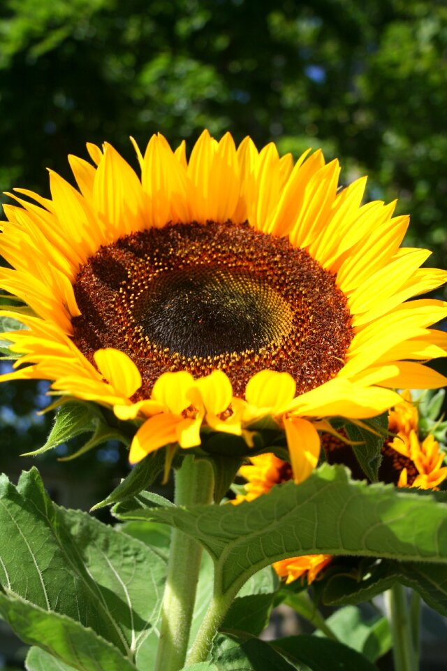Floral botany botanical