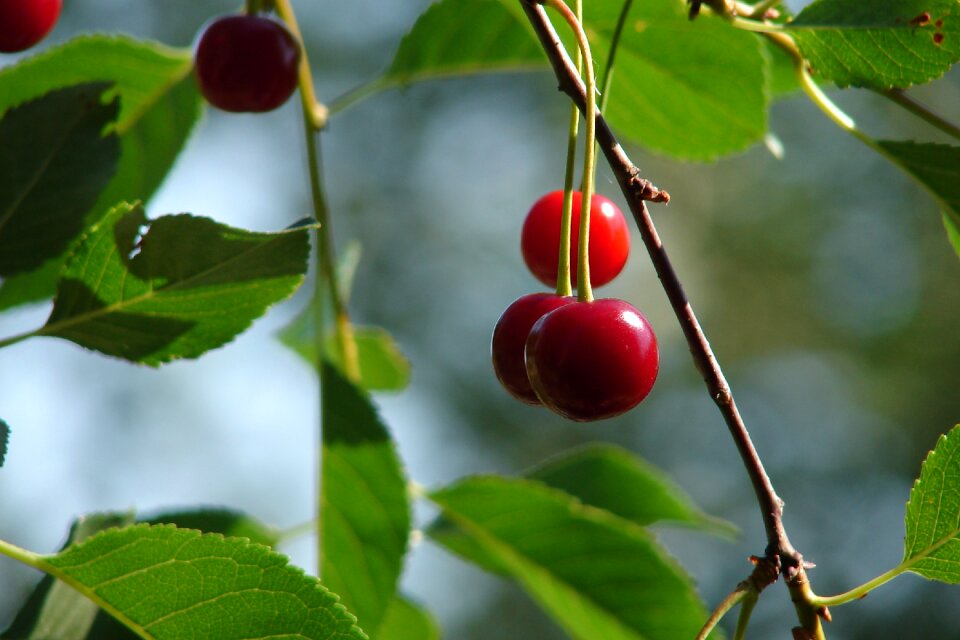 Cherry summer closeup