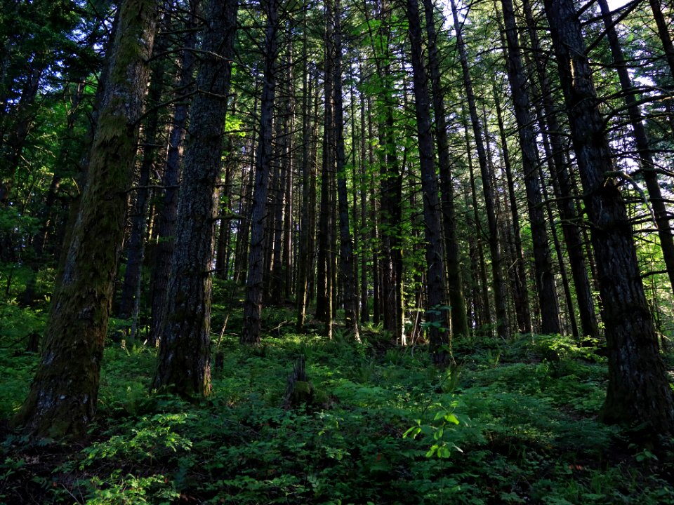Hamilton Mountain in WA
