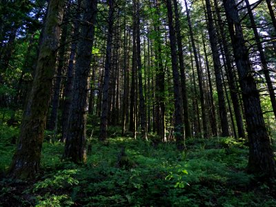 Hamilton Mountain in WA photo