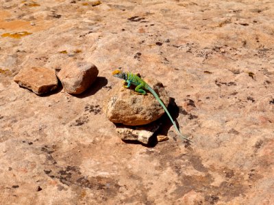 Collared Lizard at Hovenweep NM in UT photo