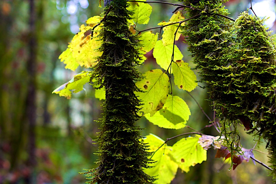 2009/365/312 Ever Ever So Green