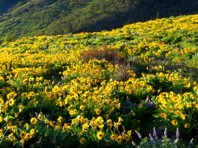 Rowena Crest in OR