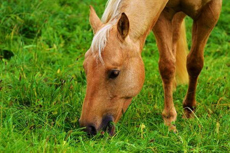Graze animal world light brown