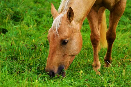 Graze animal world light brown photo