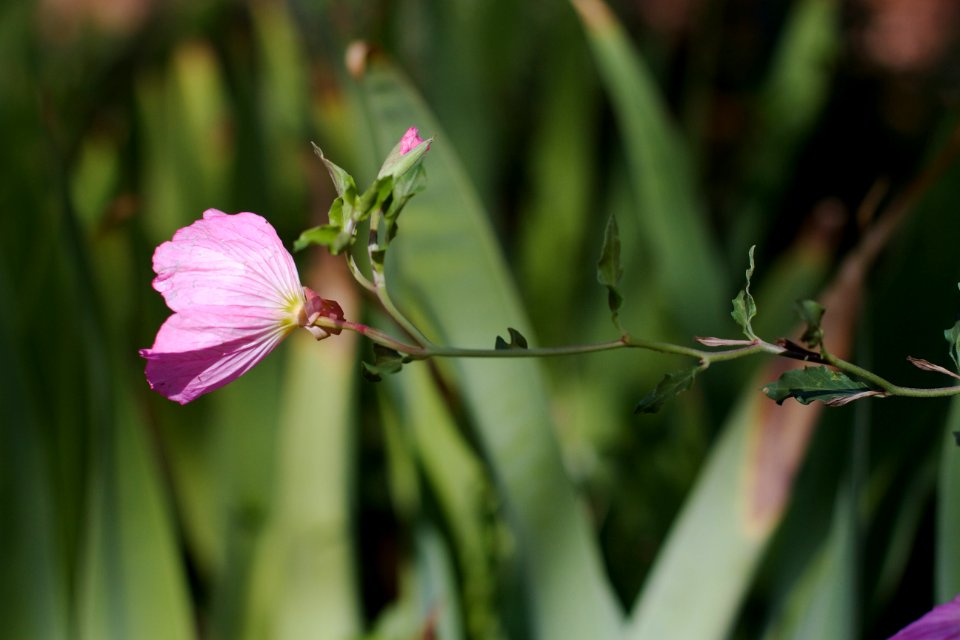 A Primrose Reach!