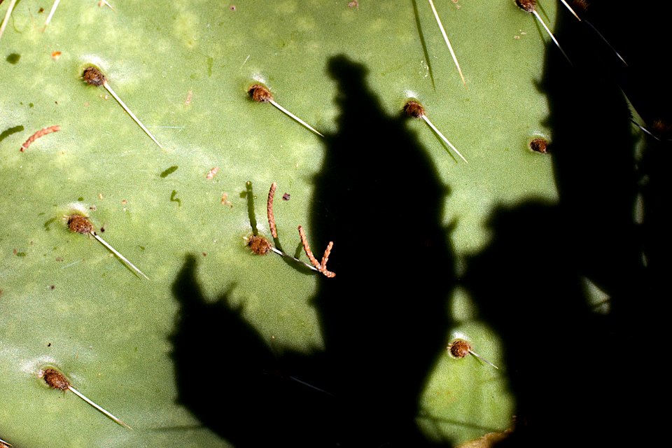 Evil Cactus Shadow