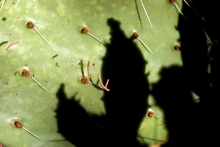 Evil Cactus Shadow