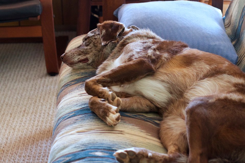 The Sheer Exhaustion of Being Felix