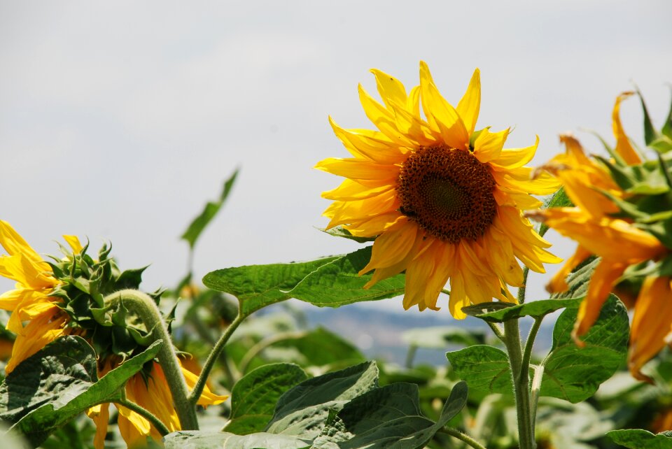 Yellow blossoms growing