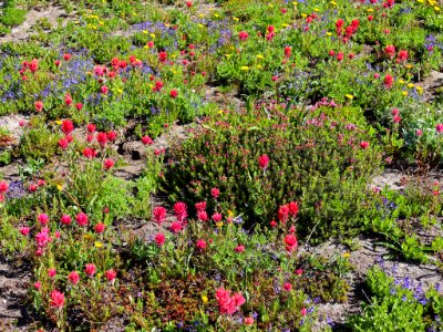 Goat Rocks Wilderness in WA