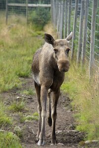 Sweden mammal animal