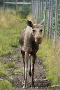 Sweden mammal animal photo