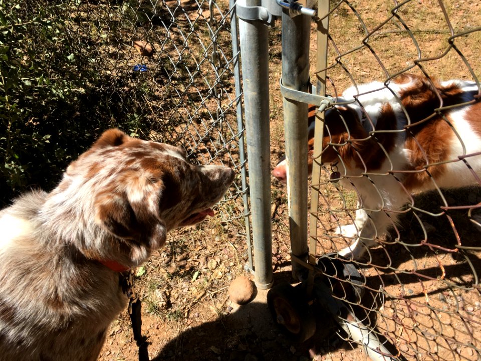 Felix Greets Maggie