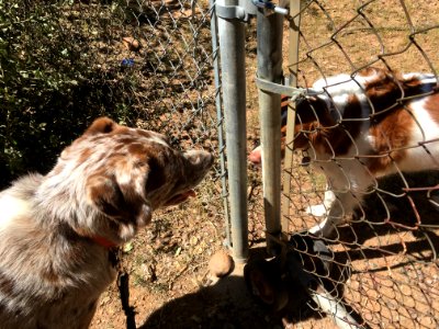 Felix Greets Maggie