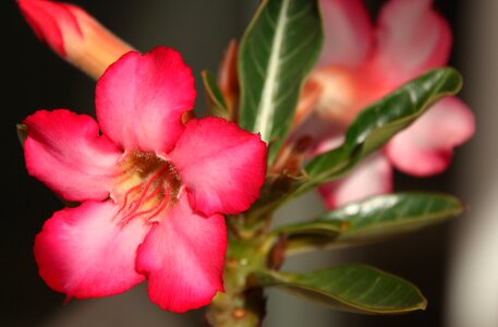 The desert rose violet flower