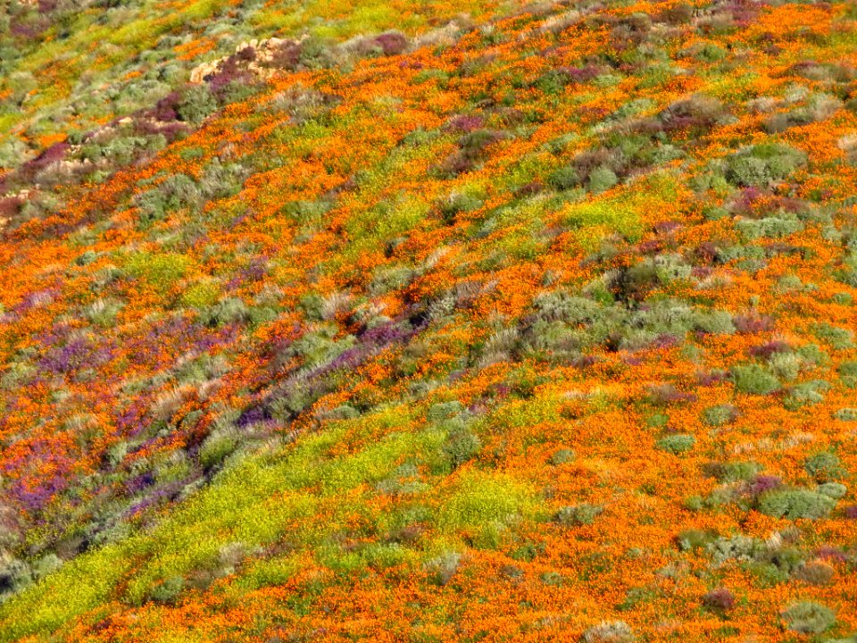 Wildflowers at Walker Canyon in CA