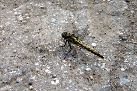 Dragonfly macro summer
