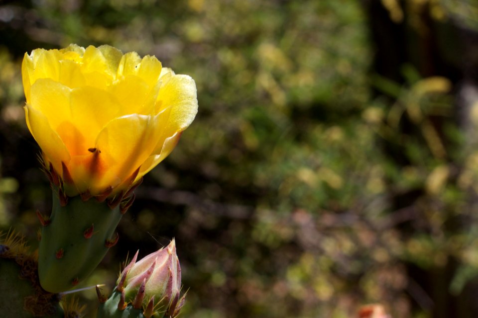 Prickly Pear Blossom