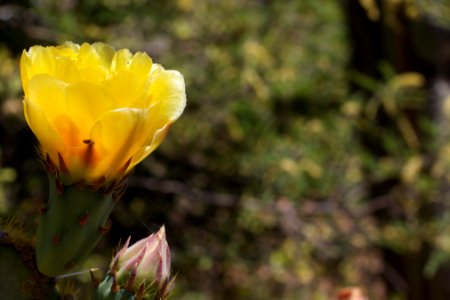 Prickly Pear Blossom
