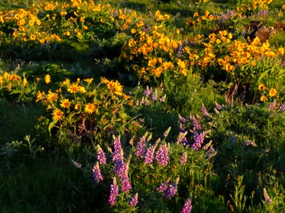 Rowena Crest in OR photo