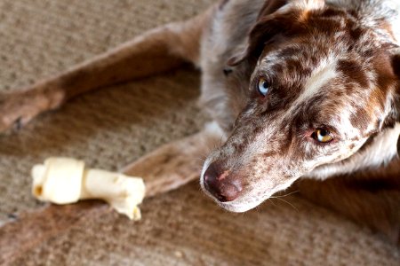 Bone? Pick? Nah
