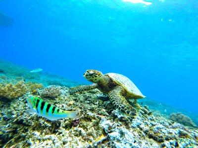 Meeresbewohner underwater world marine life photo