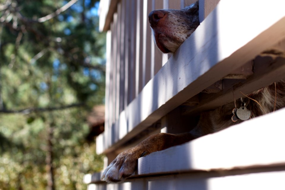 A So-Called Watch Dog