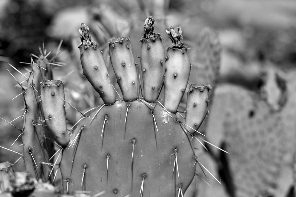 Cactus Desaturated