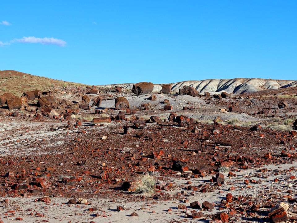 Petrified Forest NP in AZ