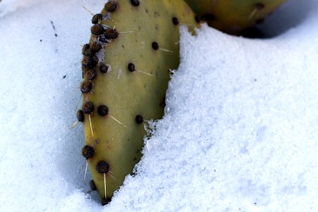 Cactus in the Snow photo