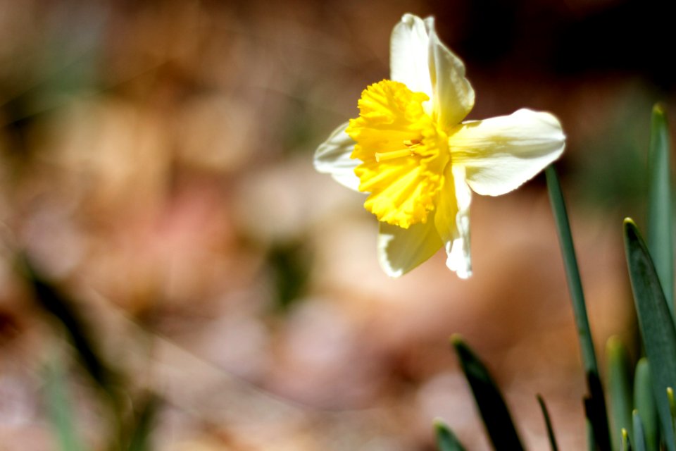 2018/365/79 Western Facing Daffodil