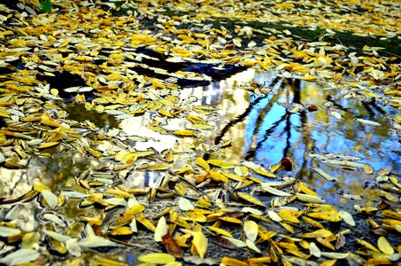 Mirroring golden autumn leaves in the autumn