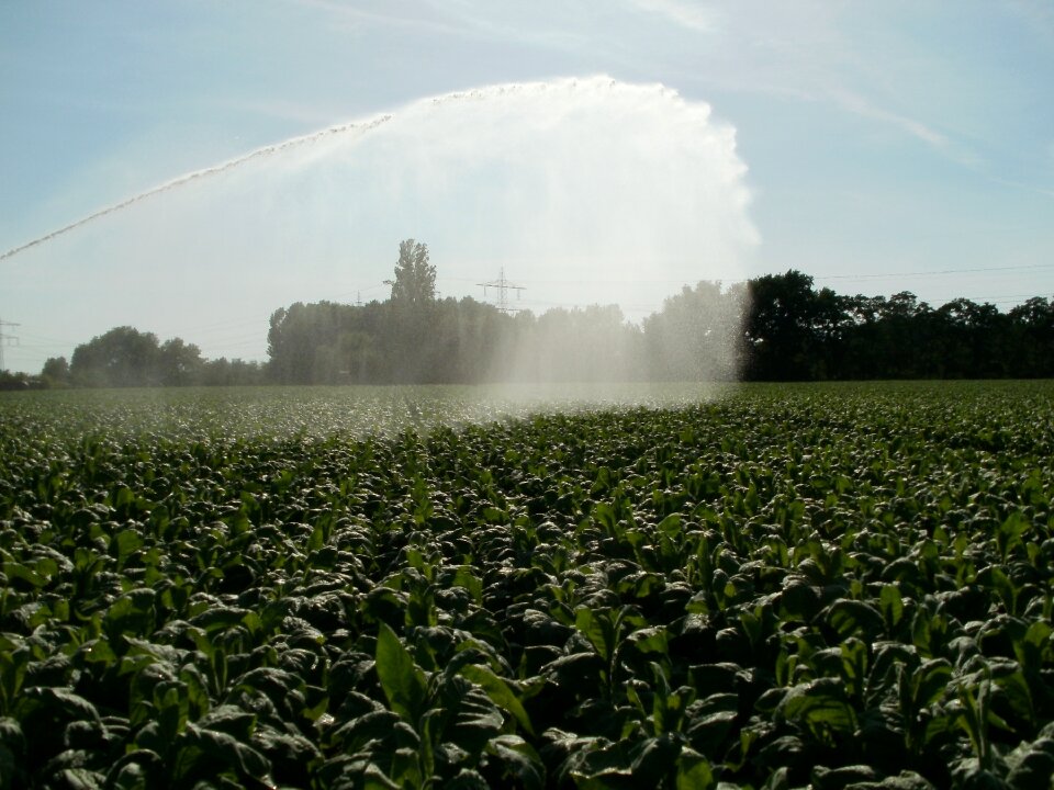 Water leaf agriculture photo