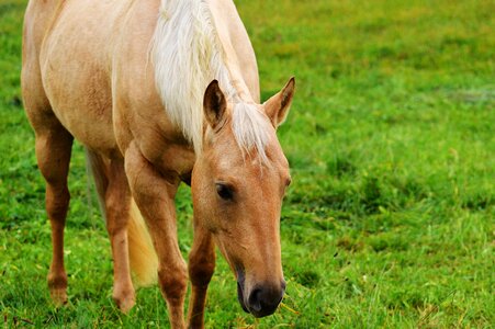 Graze animal world light brown photo