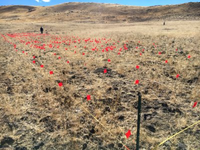 Sagebrush Seedlings