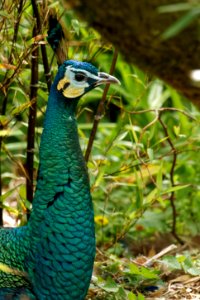 Green Peafowl, Marwell Zoo photo