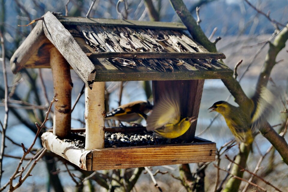 Bird feeder skirmish dogfight