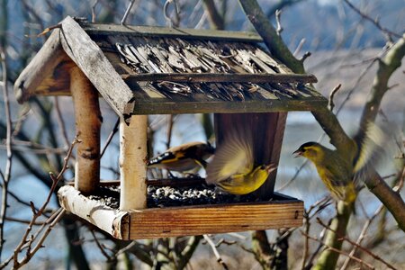 Bird feeder skirmish dogfight