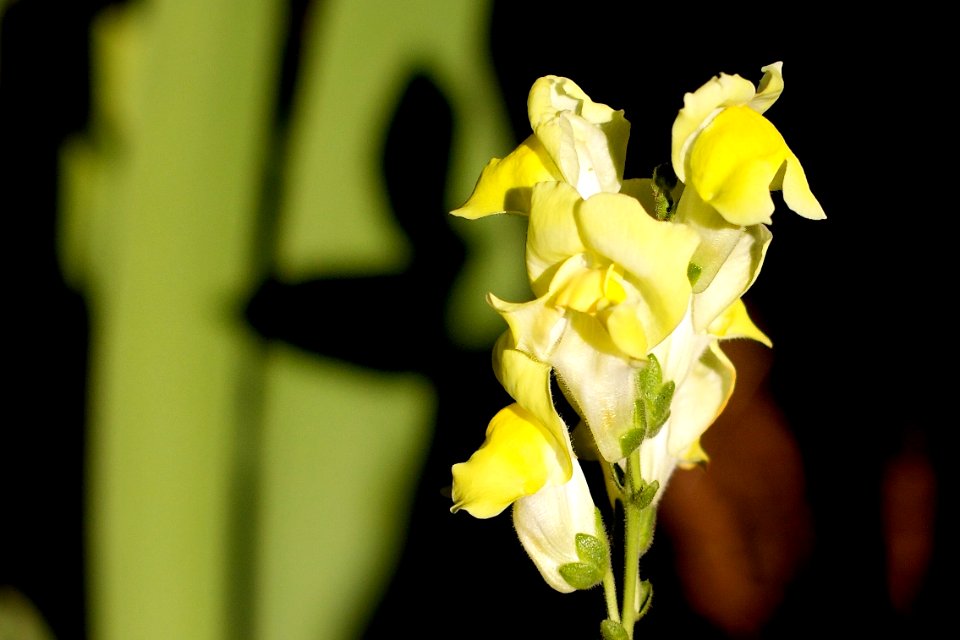 2010/365/185 Yellow Snap