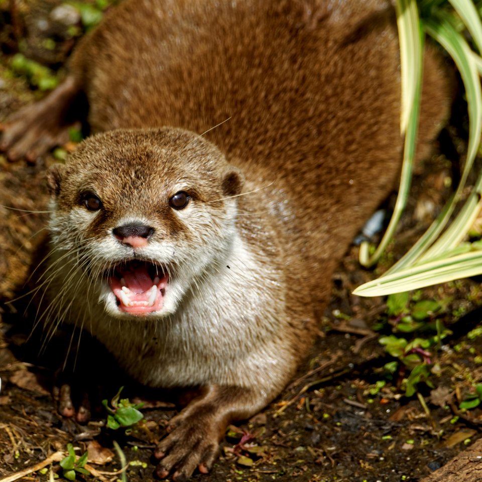 Oriental Small-clawed Otter, Marwell Zoo