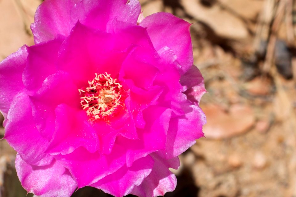 Pretty in Pink