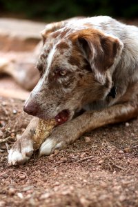 Happiness is a Chewed Bone photo