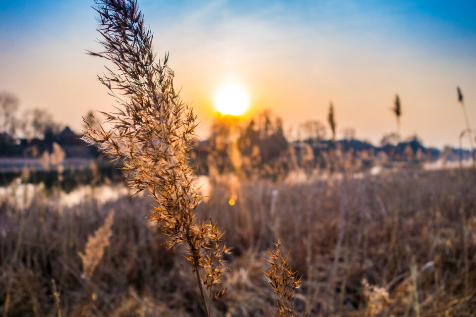 Plant field meadow