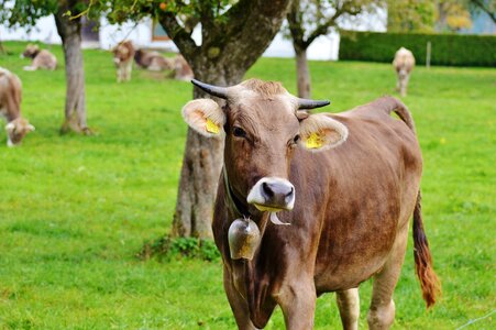 Cute ruminant dairy cattle
