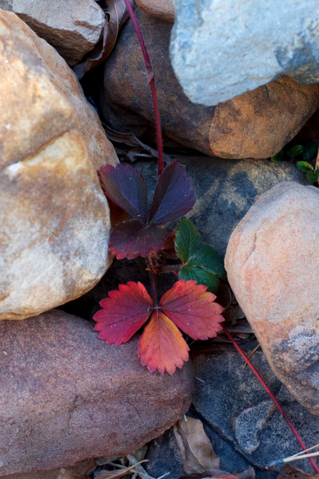 Growing in the Gap