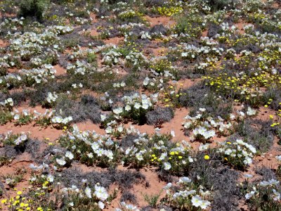 Landscape with Wildflowers in AZ