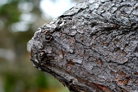 Tree Elbow