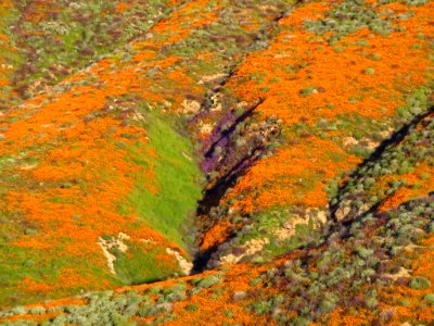 Wildflowers at Walker Canyon in CA