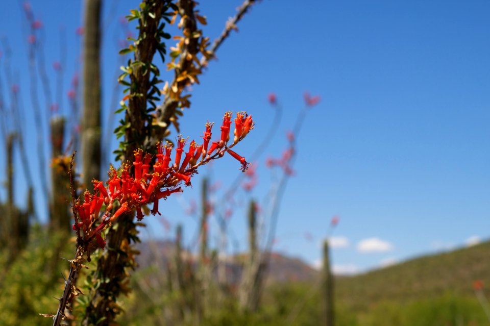 2010/365/134 Ocotillo Old Friend